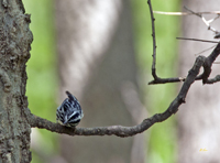 Black and White Warbler 2670